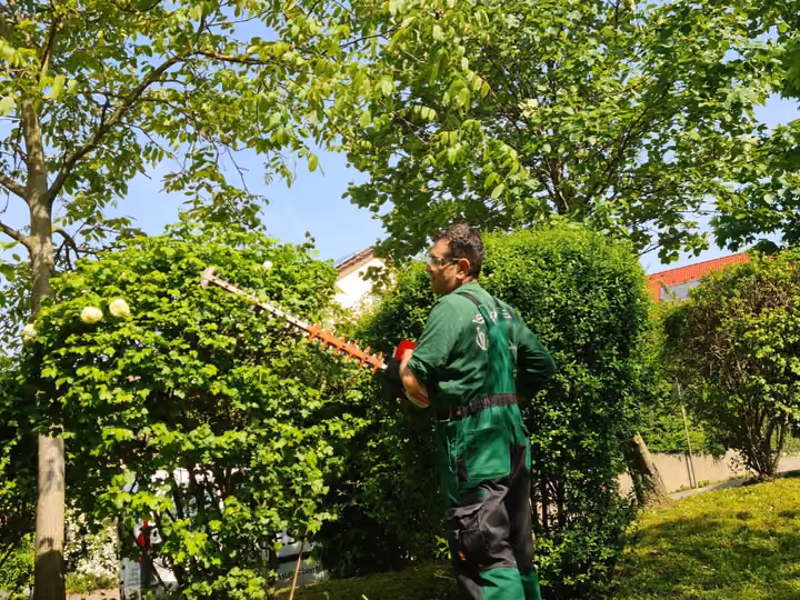 Mitarbeiter beim Heckenschnitt mit Motorheckenschere im Garten