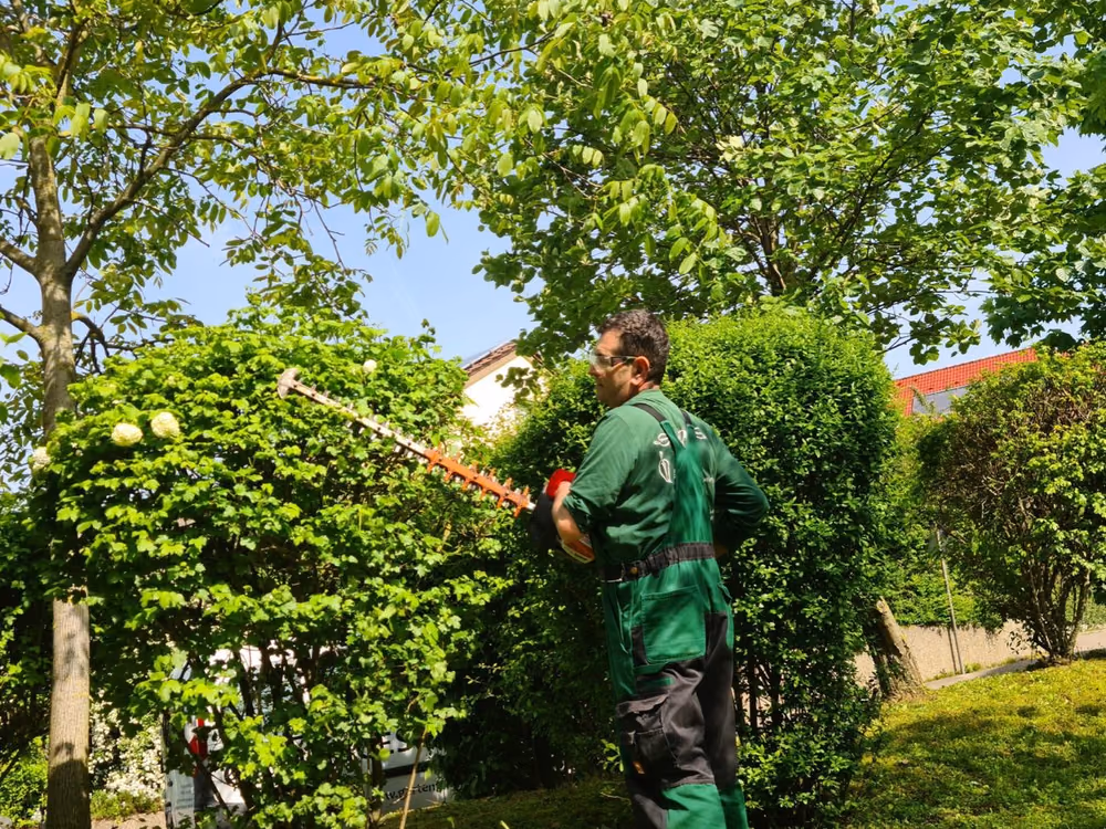 Mitarbeiter beim Heckenschnitt mit Motorheckenschere im Garten
