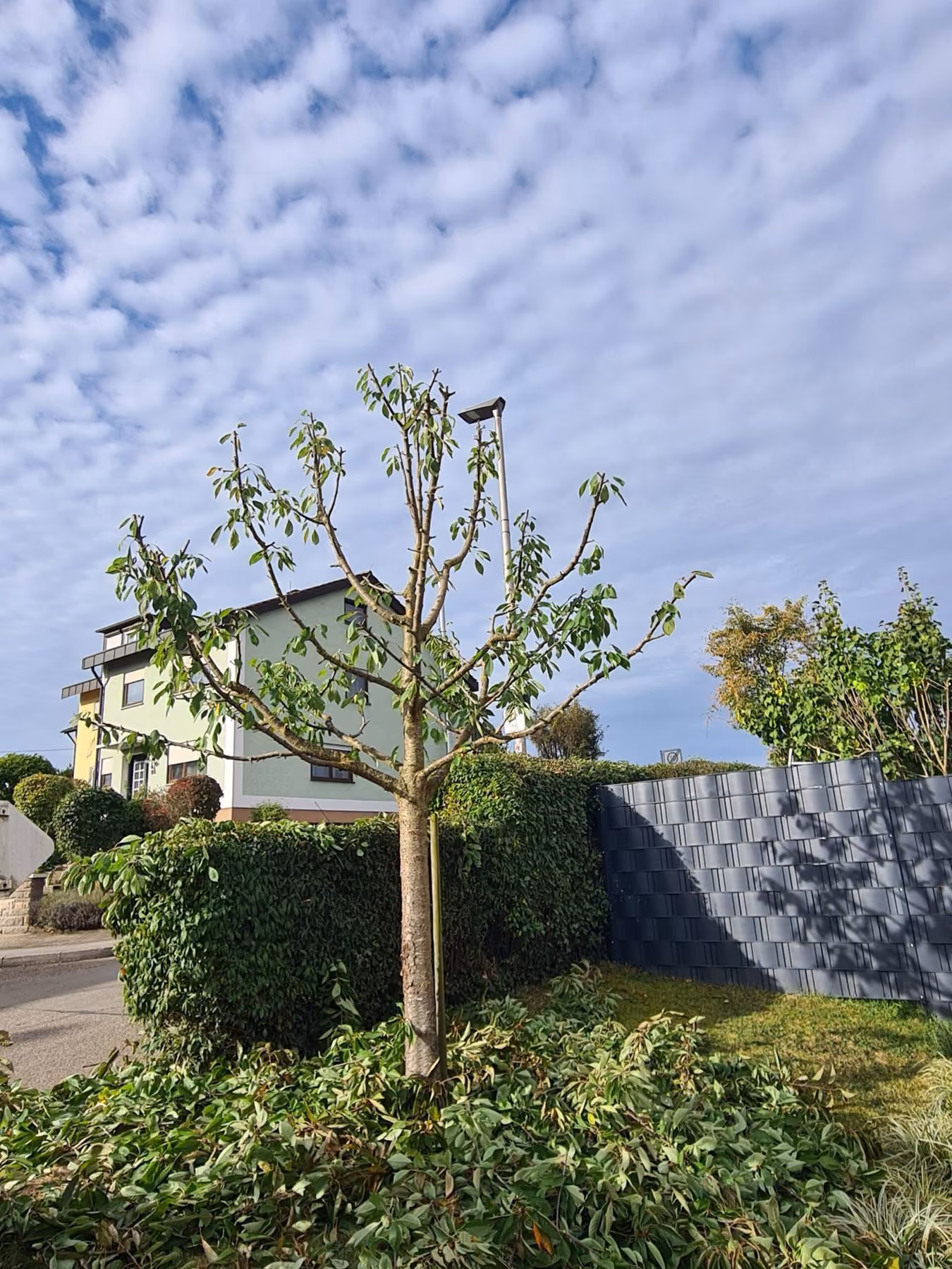 Frisch zurückgeschnittener Obstbaum auf einer Rasenfläche vor einem Wohnhaus