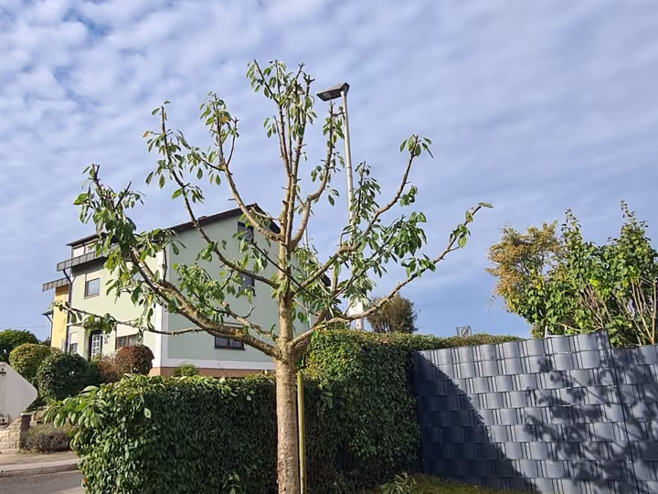 Frisch zurückgeschnittener Obstbaum auf einer Rasenfläche vor einem Wohnhaus